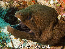 Giant Moray -0 Maldives, Olympus E 330 and epoque strobes by Steve Laycock 